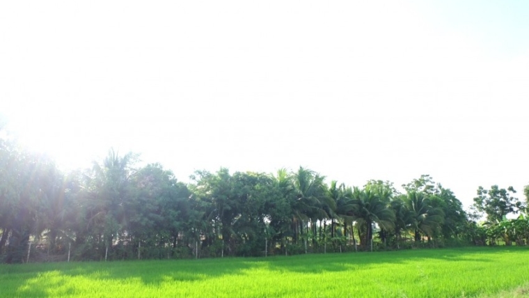 Farm1