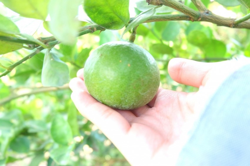 Lemon1