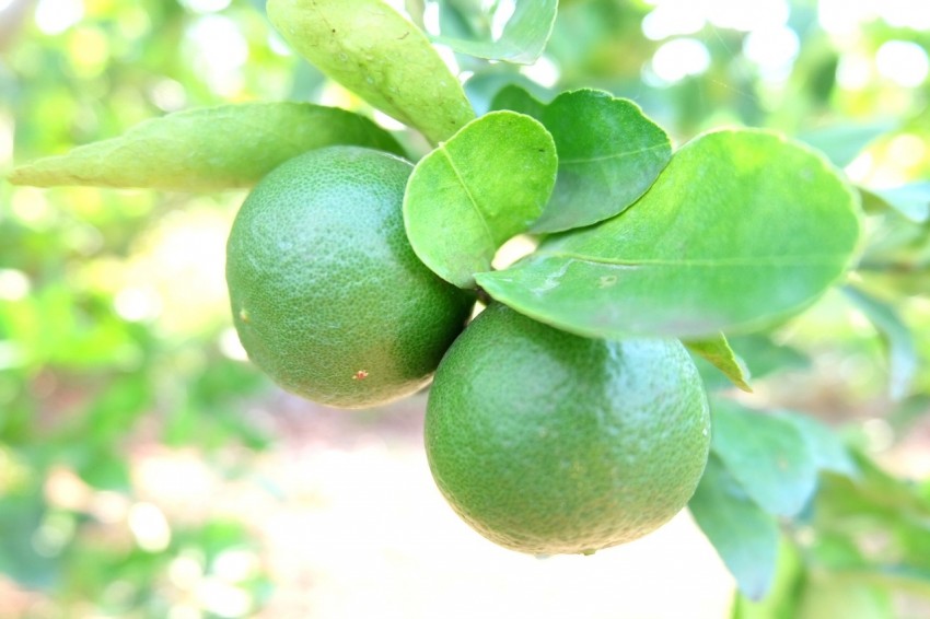 Lemon3