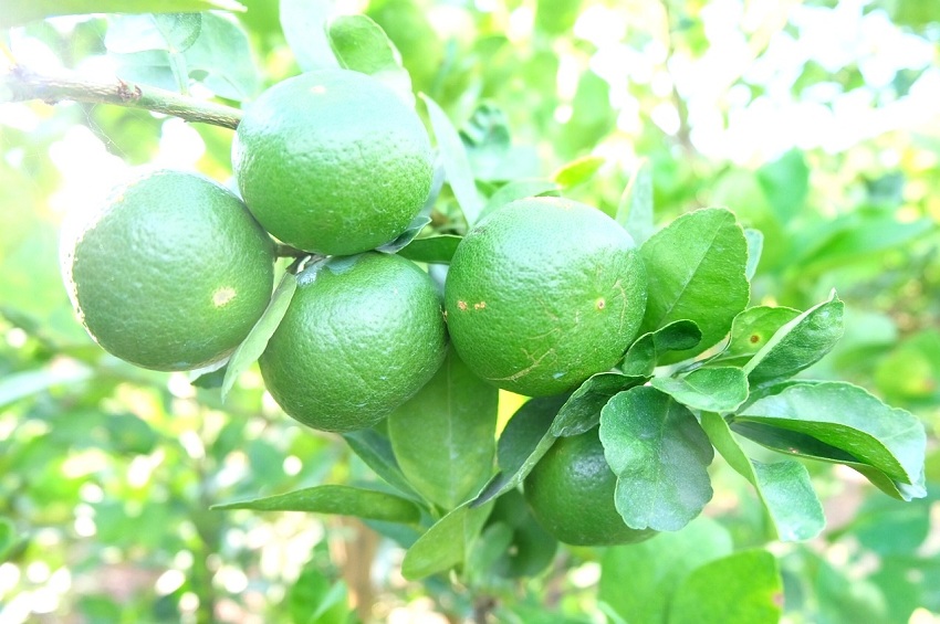 Lemon2